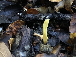  ( - FDS-CA-03215)  @11 [ ] by (2024) Justin Paulin Fungal Diversity Survey