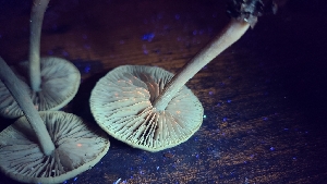  ( - FDS-CA-03423)  @11 [ ] by-nc (2024) Fresno Mycology Society Fungal Diversity Survey