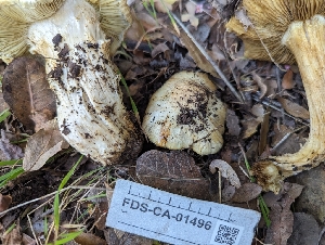  ( - FDS-CA-01496)  @11 [ ] by-nc (2024) Stu Pickell Fungal Diversity Survey