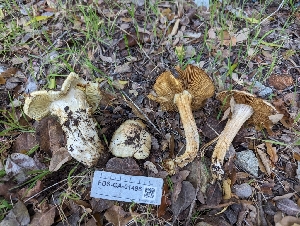  ( - FDS-CA-01496)  @11 [ ] by-nc (2024) Stu Pickell Fungal Diversity Survey