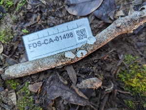  ( - FDS-CA-01498)  @11 [ ] by-nc (2024) Stu Pickell Fungal Diversity Survey