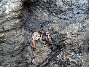  ( - FDS-CA-03601)  @11 [ ] by-nc (2024) Stu Pickell Fungal Diversity Survey