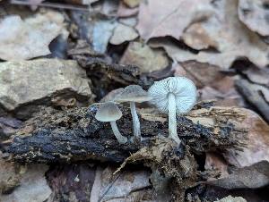  ( - FDS-CA-03604)  @11 [ ] by-nc (2024) Stu Pickell Fungal Diversity Survey