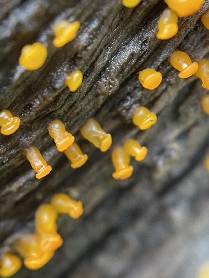  (Dacrymyces sp. CA08 - FDS-CA-02313)  @11 [ ] by-nc (2024) Jaren Hockert Fungal Diversity Survey