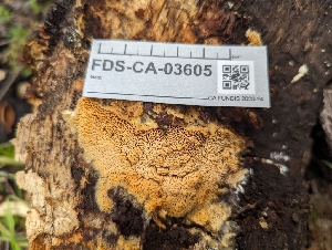  ( - FDS-CA-03605)  @11 [ ] by-nc (2024) Stu Pickell Fungal Diversity Survey