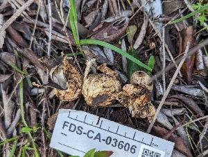  ( - FDS-CA-03606)  @11 [ ] by-nc (2024) Stu Pickell Fungal Diversity Survey