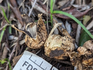  (Geastrum sp. CA04 - FDS-CA-03606)  @11 [ ] by-nc (2024) Stu Pickell Fungal Diversity Survey