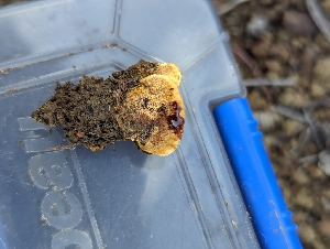  ( - FDS-CA-03607)  @11 [ ] by-nc (2024) Stu Pickell Fungal Diversity Survey