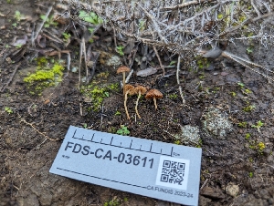  ( - FDS-CA-03611)  @11 [ ] by-nc (2024) Stu Pickell Fungal Diversity Survey