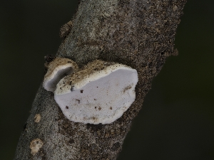  ( - FDS-CA-01498)  @11 [ ] by-nc (2024) Stu Pickell Fungal Diversity Survey