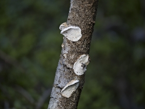  ( - FDS-CA-01498)  @11 [ ] by-nc (2024) Stu Pickell Fungal Diversity Survey