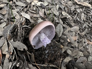 ( - FDS-CA-01571)  @11 [ ] c (2024) Rudy Diaz Fungal Diversity Survey