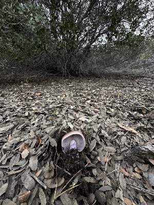  ( - FDS-CA-01571)  @11 [ ] c (2024) Rudy Diaz Fungal Diversity Survey