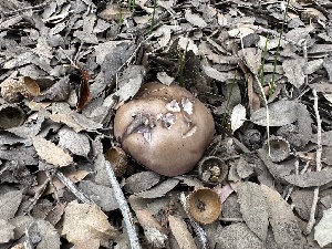  ( - FDS-CA-01571)  @11 [ ] c (2024) Rudy Diaz Fungal Diversity Survey