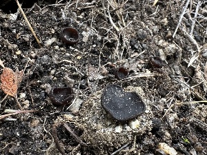  ( - FDS-CA-01575)  @11 [ ] c (2024) Rudy Diaz Fungal Diversity Survey