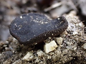  ( - FDS-CA-01575)  @11 [ ] c (2024) Rudy Diaz Fungal Diversity Survey