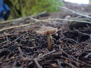  ( - FDS-CA-03203)  @11 [ ] by (2024) Justin Paulin Fungal Diversity Survey