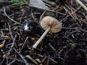  ( - FDS-CA-03203)  @11 [ ] by (2024) Justin Paulin Fungal Diversity Survey