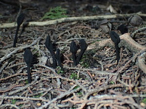  ( - FDS-CA-03206)  @11 [ ] by (2024) Justin Paulin Fungal Diversity Survey