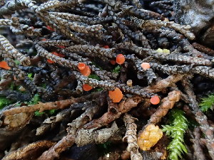  (Pseudopithyella sp. CA02 - FDS-CA-03207)  @11 [ ] by (2024) Justin Paulin Fungal Diversity Survey