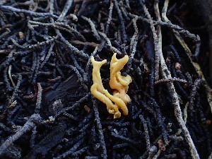  ( - FDS-CA-03208)  @11 [ ] by (2024) Justin Paulin Fungal Diversity Survey