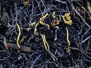  ( - FDS-CA-03208)  @11 [ ] by (2024) Justin Paulin Fungal Diversity Survey