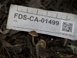  ( - FDS-CA-01499)  @11 [ ] by-nc (2024) Stu Pickell Fungal Diversity Survey