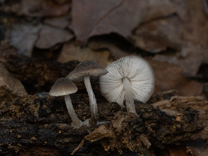  (Pluteus sp. CA01 - FDS-CA-03604)  @11 [ ] by-nc (2024) Stu Pickell Fungal Diversity Survey