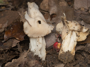  ( - FDS-CA-03603)  @11 [ ] by-nc (2024) Stu Pickell Fungal Diversity Survey