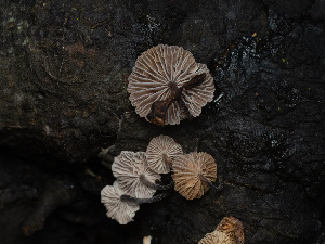  ( - FDS-CA-03602)  @11 [ ] by-nc (2024) Stu Pickell Fungal Diversity Survey