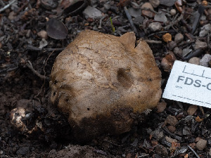  ( - FDS-CA-01482)  @11 [ ] by-nc (2024) Stu Pickell Fungal Diversity Survey
