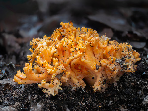  (Ramaria sp. CA06 - FDS-CA-01466)  @11 [ ] by-nc (2024) Stu Pickell Fungal Diversity Survey