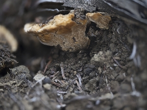  ( - FDS-CA-03607)  @11 [ ] by-nc (2024) Stu Pickell Fungal Diversity Survey