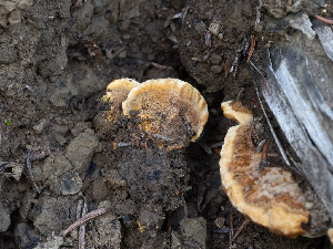  ( - FDS-CA-03607)  @11 [ ] by-nc (2024) Stu Pickell Fungal Diversity Survey