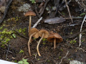  (Conocybe sp. CA13 - FDS-CA-03611)  @11 [ ] by-nc (2024) Stu Pickell Fungal Diversity Survey