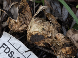  ( - FDS-CA-03606)  @11 [ ] by-nc (2024) Stu Pickell Fungal Diversity Survey