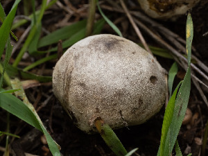  ( - FDS-CA-01480)  @11 [ ] by-nc (2024) Stu Pickell Fungal Diversity Survey
