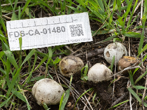 (Bovista sp. CA01 - FDS-CA-01480)  @11 [ ] by-nc (2024) Stu Pickell Fungal Diversity Survey