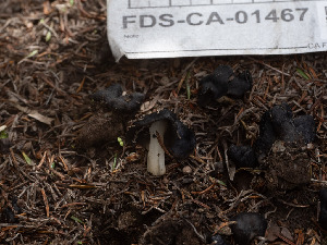  ( - FDS-CA-01467)  @11 [ ] by-nc (2024) Stu Pickell Fungal Diversity Survey