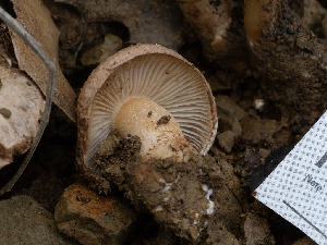  ( - FDS-CA-01446)  @11 [ ] by-nc (2024) Stu Pickell Fungal Diversity Survey