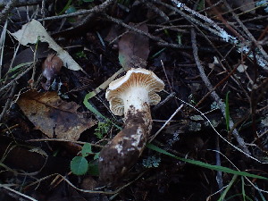  (Cuphophyllus sp. pratensis-CA03 - FDS-CA-03216)  @11 [ ] by (2024) Justin Paulin Fungal Diversity Survey