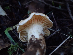  ( - FDS-CA-03216)  @11 [ ] by (2024) Justin Paulin Fungal Diversity Survey
