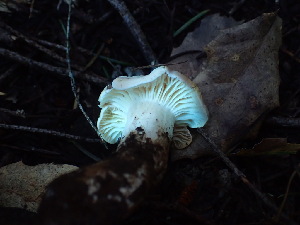 ( - FDS-CA-03216)  @11 [ ] by (2024) Justin Paulin Fungal Diversity Survey