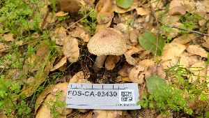  ( - FDS-CA-03430)  @11 [ ] by-nc (2024) Fresno Mycology Society Fungal Diversity Survey