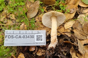  ( - FDS-CA-03430)  @11 [ ] by-nc (2024) Fresno Mycology Society Fungal Diversity Survey