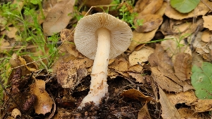  ( - FDS-CA-03430)  @11 [ ] by-nc (2024) Fresno Mycology Society Fungal Diversity Survey