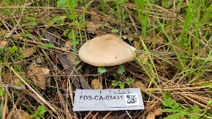  ( - FDS-CA-03431)  @11 [ ] by-nc (2024) Fresno Mycology Society Fungal Diversity Survey