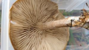  ( - FDS-CA-03431)  @11 [ ] by-nc (2024) Fresno Mycology Society Fungal Diversity Survey