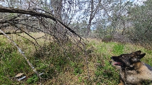  ( - FDS-CA-03431)  @11 [ ] by-nc (2024) Fresno Mycology Society Fungal Diversity Survey