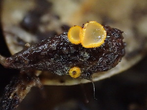  ( - FDS-CA-03219)  @11 [ ] by (2024) Justin Paulin Fungal Diversity Survey